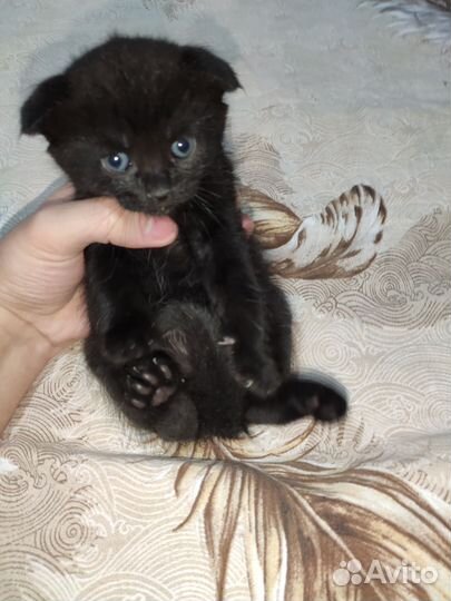 Чёрный бэтмен