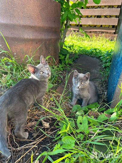 Котята русская голубая