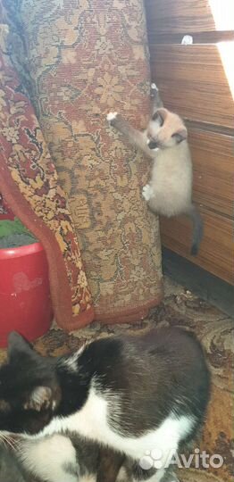 Котята в добрые руки москва
