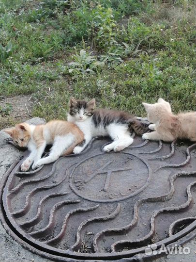 Котята в добрые руки
