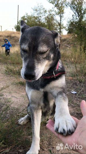 Собаки бесплатно в добрые руки