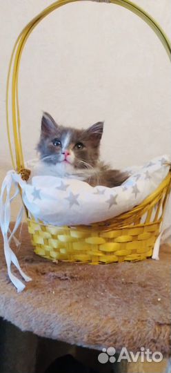 Котенок 2 месяца в добрые руки