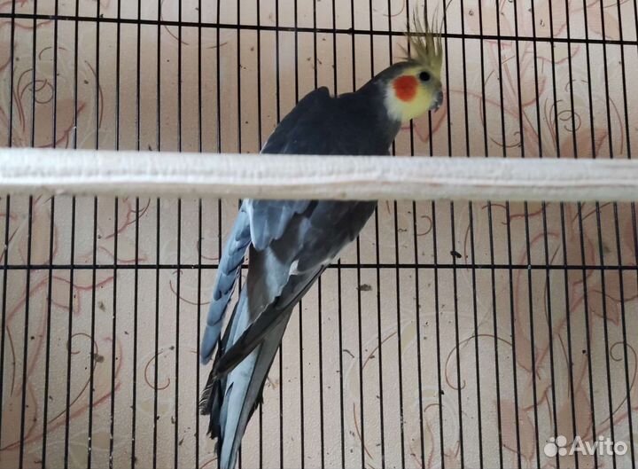 Корелла, певчие, чехи (В.В.П), неразлучники молодь