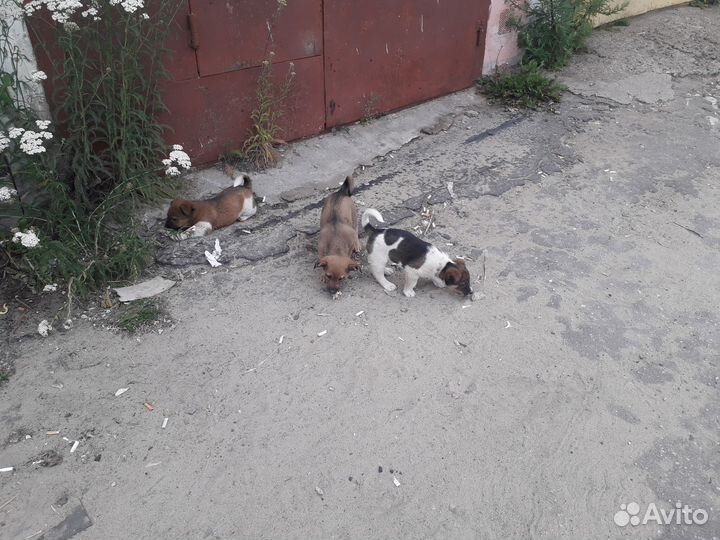 Щенки маленькой собачки