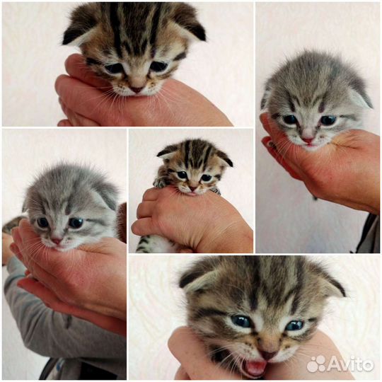 Шотландские котята