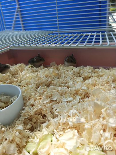 Хомяки джунгарики бесплатно остался один малыш)