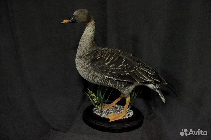 Чучело птицы Гусь (иммитация)