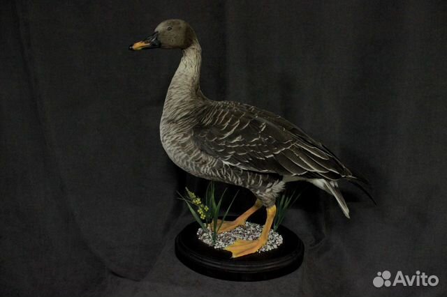 Чучело птицы Гусь (иммитация)