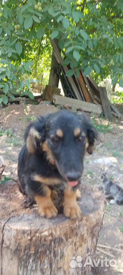 Кобель 4 месяца