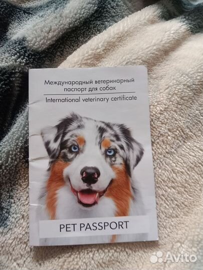 Собака долматинец