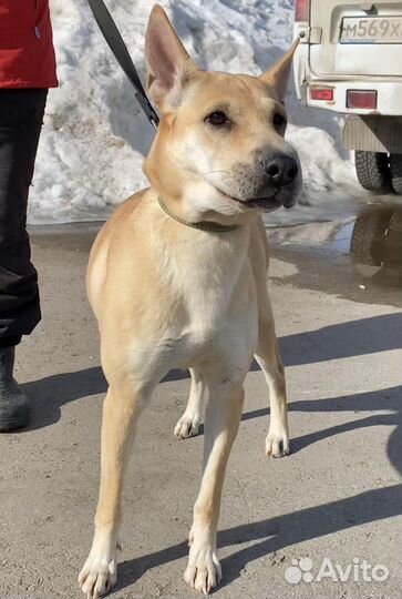 Собака шарпей метис девочка