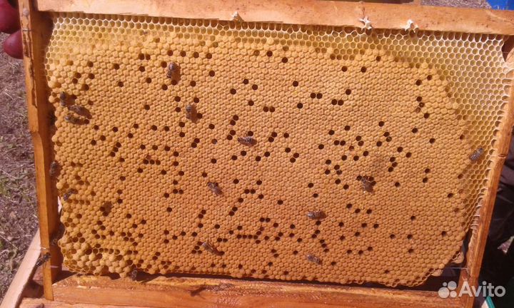 Пчеломатки