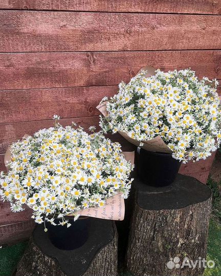 Цветы ромашки