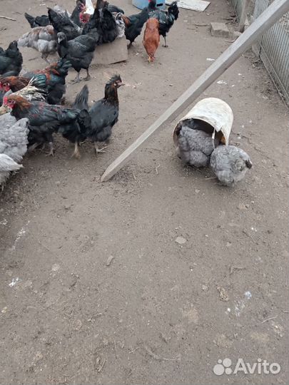 Продаю домашних кур