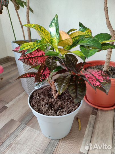 Кодиеум кротон