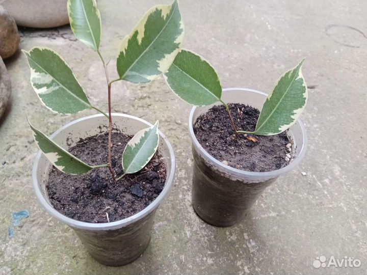 Фикус бенджамина