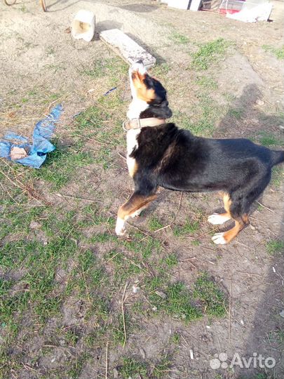 Щенок большой Швейцарский зенненхунд