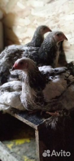 Продаются молодки порода Брама