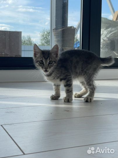 Котята в добрые руки бесплатно