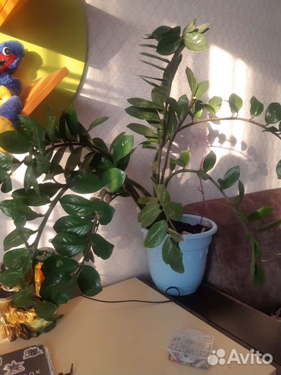 Замиокулькас