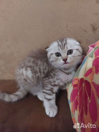 Шотландские вислоухие и прямоухие котята