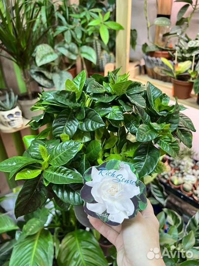 Гардения жасминовидная