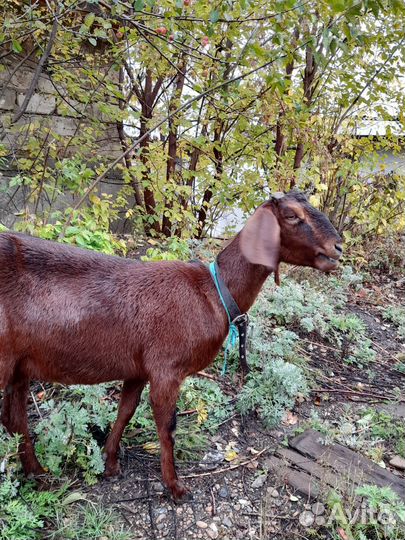 Нубийские козы