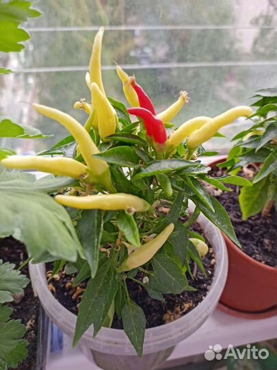 Мята, Перец острый