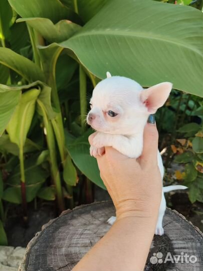 Щенки чихуахуа мини