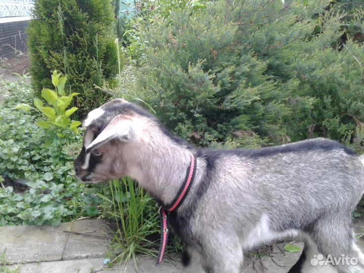 Продается коза, козлята