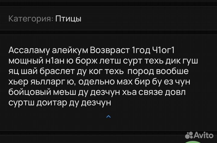 Бойцовский петух