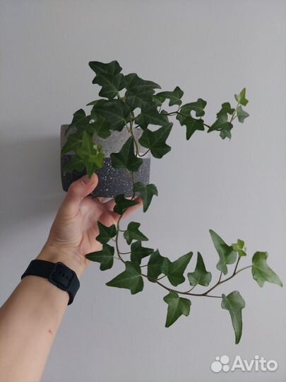 Плющ+горшочек