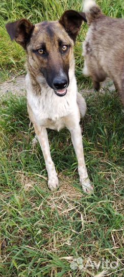 Особенная собака в добрые руки бесплатно