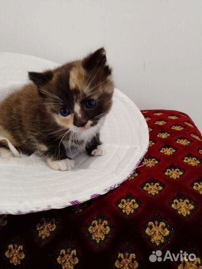 Кошка в дар бесплатно