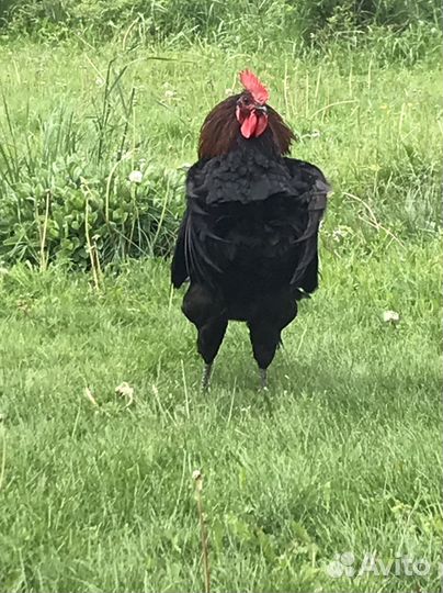 Молодки курочки и петушки Московская черная
