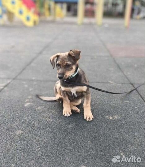 Щенок мальчик