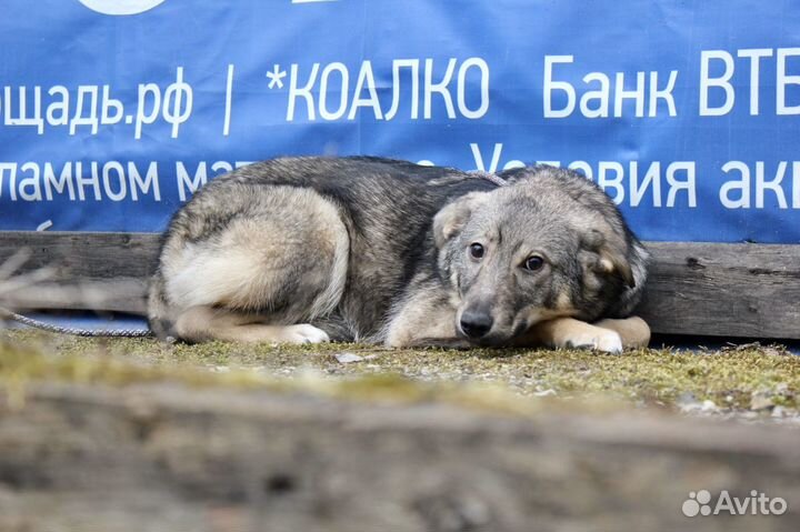 Собака из приюта в добрые руки. Поночка