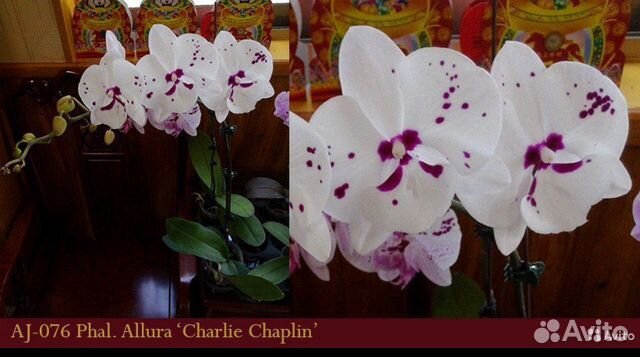 Подростки орхидей из Азии