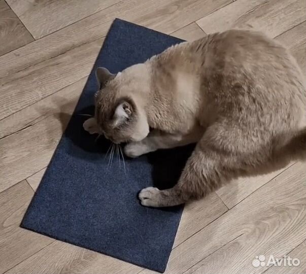 Когтеточка для кошек