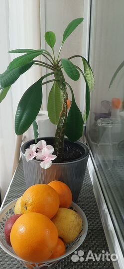 Малочай,отросток,за шоколадку