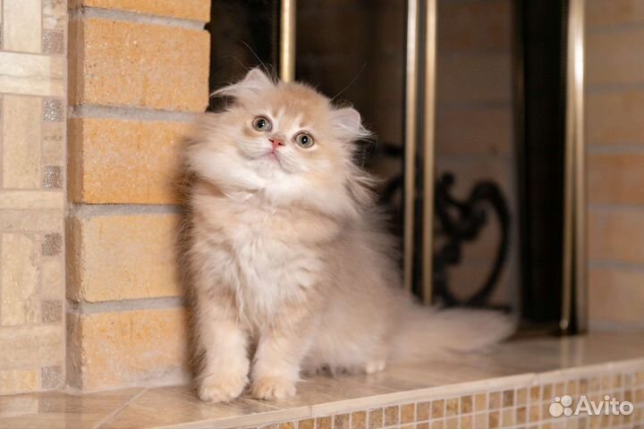 Британская девочка cy12