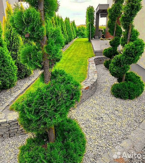 Туи колумна