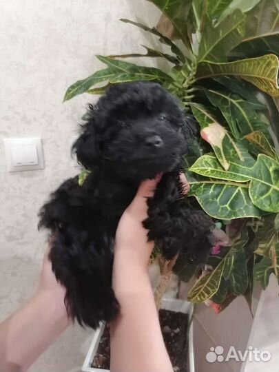 Щенки мальтипу