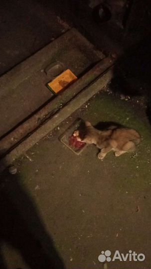 Кошка британская золотая шиншила