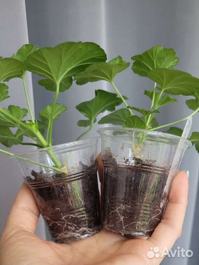 Пеларгония герань сортовая Saga