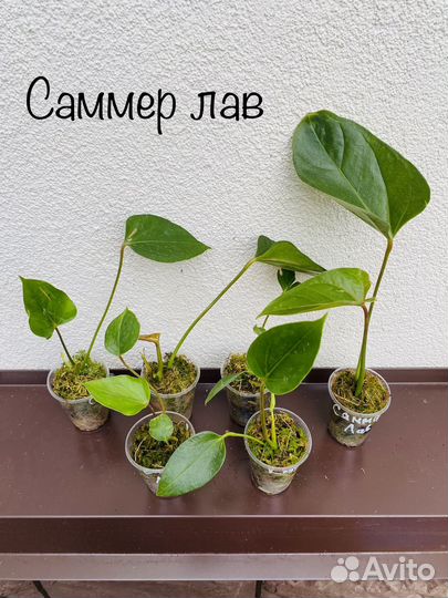 Антуриумы детки