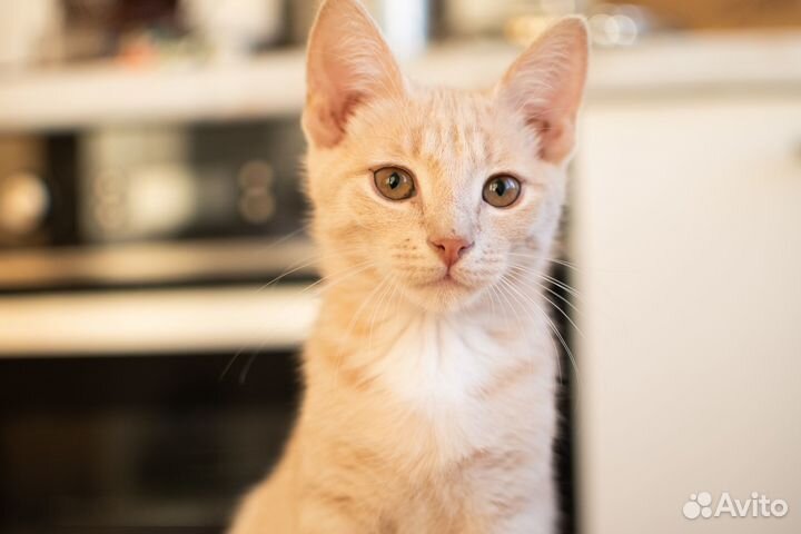 Рыжий котенок мальчик в добрые руки