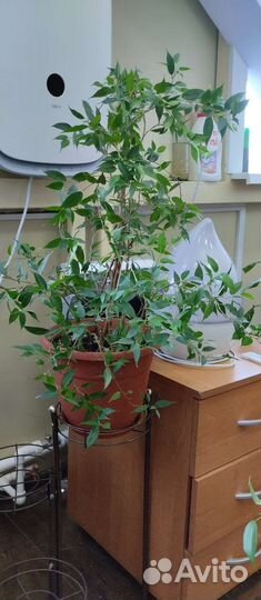 Комнатные цветы