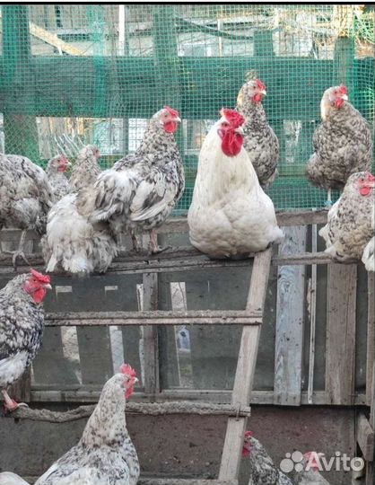 Инкубационное яйцо кур Пушкинской породы