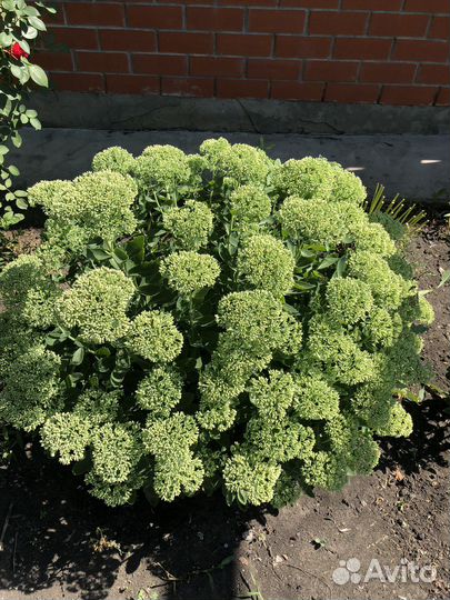 Очиток видный